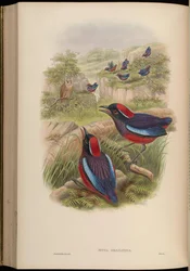Pitta granatina = Erythropitta granatina granatina